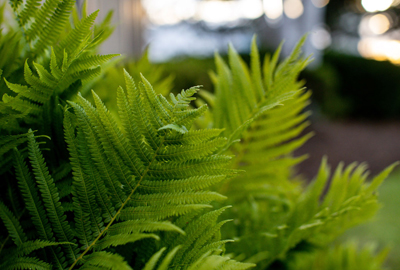 Refined image lawn and landscape, softscapes, snow & ice, lawn cutting & maintenance, residential & commercial lawn care, dunnville, ON